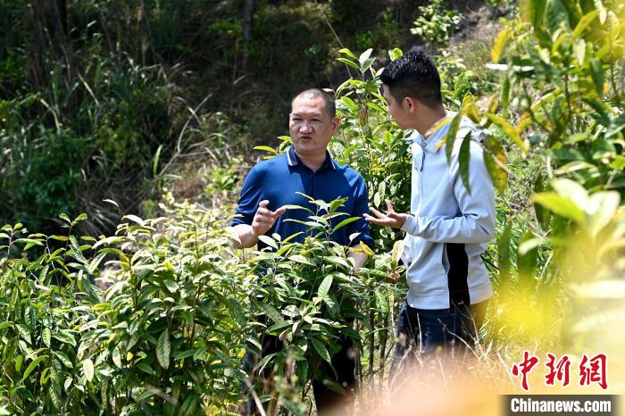 張高漢向參訪者介紹金花茶種植情況?！埥鸫?攝
